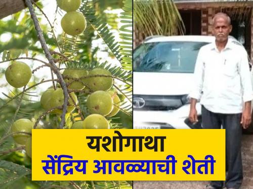 Farmer Success Story Organic amla farming brings good income to Dhule farmer | यशोगाथा : सेंद्रिय आवळ्याची शेती, धुळे येथील बाप लेकाच्या कष्टाला फळ 