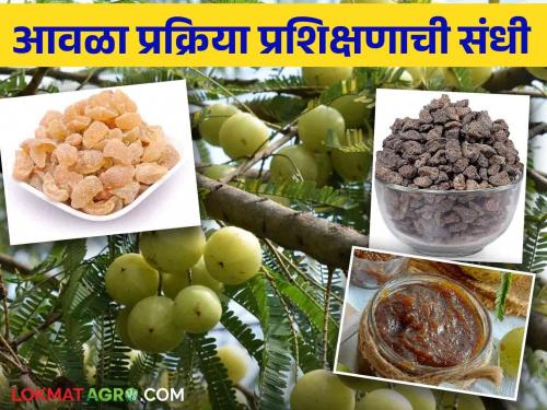 Take scientific training here while starting amla processing industry | आवळा प्रक्रिया उद्योग सुरु करताय इथे घ्या शास्त्रीयदृष्ट्या प्रशिक्षण