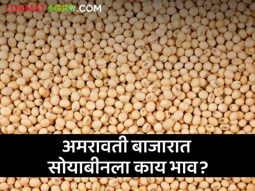 Latest News Todays Soyabean Market price in amravati market yard check here | Soyabean Bajarbhav : अमरावती बाजारात सोयाबीनला हमीभाव मिळाला का? वाचा आजचे बाजारभाव 