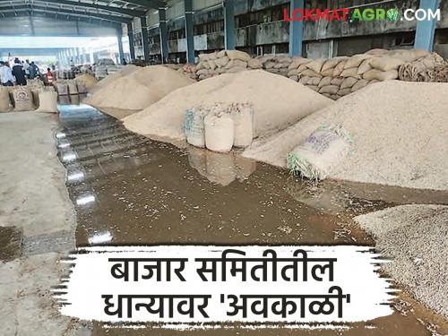 latest news Amravati Bajar Samiti: Rain in the Bazaar Samiti; Huge loss of goods of farmers and traders Read in detail | Amravati Bajar Samiti: बाजार समितीत 'जलप्रलय'; शेतकरी-व्यापारींच्या मालाचे मोठे नुकसान वाचा सविस्तर
