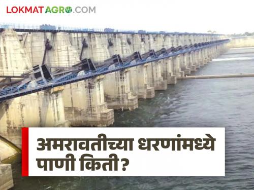 latest news Dam Water Storage: Monsoon break… 'This' percentage of water storage in the dams of Amravati division Read in detail | Dam Water Storage : मान्सूनचा ब्रेक…अमरावती विभागाच्या धरणांमध्ये 'इतके' टक्के जलसाठा वाचा सविस्तर