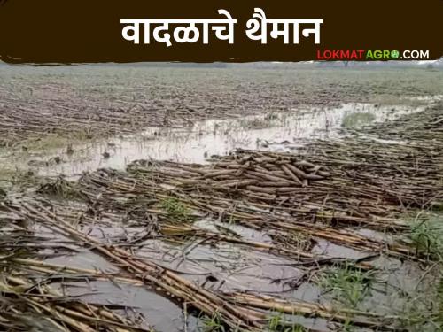 Amravati Rain : Heavy rain, lightning, thunderstorm in Amravati | Amravati Rain : अमरावतीत जोरदार पाऊस, वीज, वादळाचे रौद्ररूप; वीज कोसळून तिवस्यात मजूर, मेळघाटात वृद्ध ठार