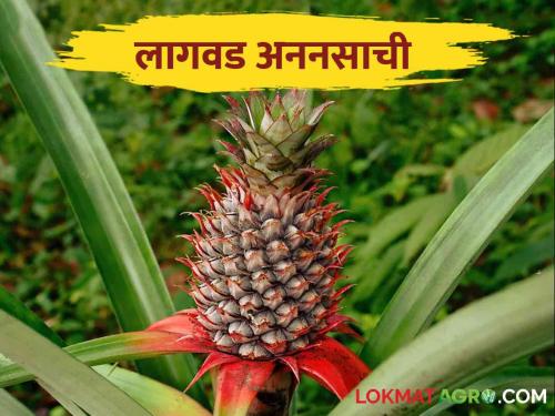 Pineapple Cultivation: How is pineapple cultivated? | Pineapple Cultivation: अननसाची लागवड कशी केली जाते?