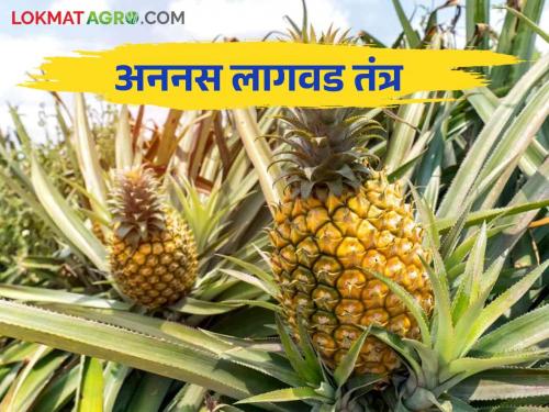 Ananas Lagavd : how to cultivation pineapple fruit crops read in detail | Ananas Lagavd : अननसाची लागवड कशी केली जाते वाचा सविस्तर