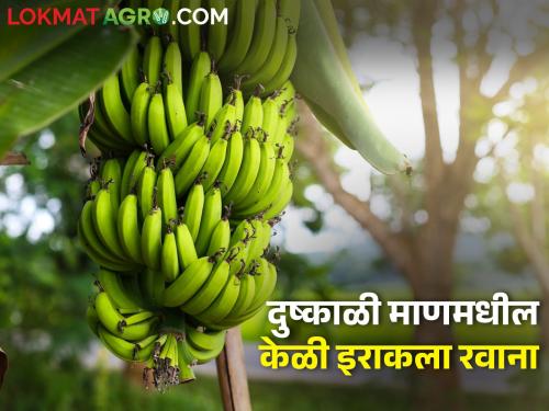 Ashok Shende, farmer from drought-stricken Man taluka, exports bananas to foreign countries | दुष्काळी माणमधील आंधळीचे शेतकरी अशोक शेंडे यांची केळी परदेशात निर्यात