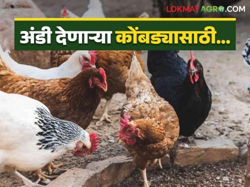 Latest News Beak trimming and vaccination program for laying hens, read more  | Poultry Feed Management : अंडी देणाऱ्या कोंबड्यांसाठी चोची कापणे व लस टोचणी कार्यक्रम, वाचा सविस्तर 