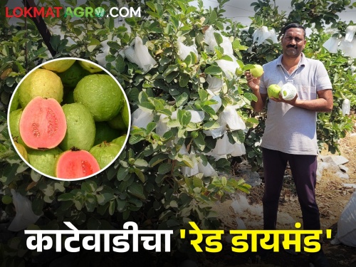 Farmer Anilrao Thailand Red Diamond Guava successfully cultivation and get good income in the sugarcane belt | उसाच्या पट्ट्यात शेतकरी अनिलरावांच्या थायलंड रेड डायमंड पेरूची हवा