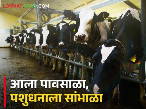 Animal Care In Rain Farmer Dada! Risk of diseases during rainy season, take care of livestock | Animal Care In Rain शेतकरी दादा ! पावसाळ्यात आजारांचा धोका, पशुधनाची काळजी घ्या