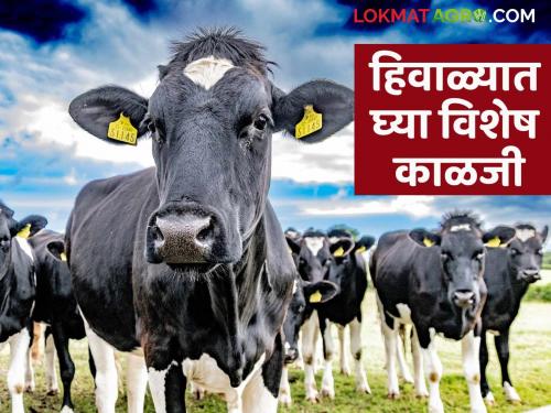 Animal Care In Winter : Take care of dairy animals in winter | Animal Care In Winter : हिवाळ्यात 'अशी' घ्या दुभत्या जनावरांची काळजी