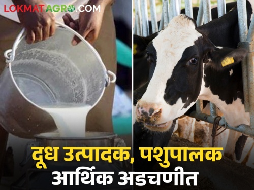 latest News increase in price of fodder farmers in trouble in wardha district | पशूखाद्य दरात वाढ, चारा टंचाई, दूध उत्पादक, पशुपालक आर्थिक अडचणीत