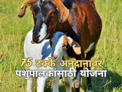 Golden opportunity for animal husbandry, various schemes on 75 percent subsidy | पशुपालकांसाठी सुवर्ण संधी, 75 टक्के अनुदानावर विविध योजना 