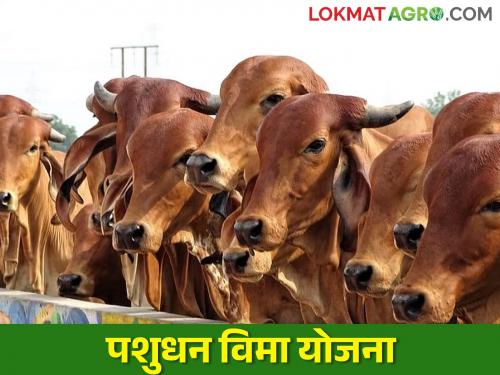 Latest News Insurance of cows, buffaloes, goats see scheme details | तुमच्या गायी, म्हशी, शेळ्यांचा विमा काढला का? वाचा कुणासाठी ही योजना? 