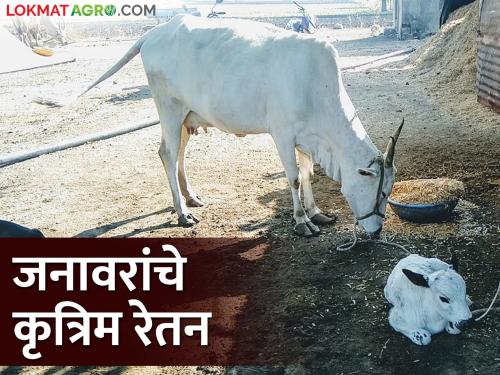 Latest News Artificial insemination to increase milk production capacity of animals in Gondia district | गोंदिया जिल्ह्यात जनावरांचे कृत्रिम रेतन का केलं जातंय? वाचा सविस्तर