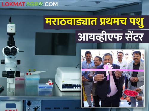 Latest News now 50 liter milk cows will be produced through IVF center near chatrapati sambhajinagar | अहो खरंच, आता आयव्हीएफ सेंटरच्या माध्यमातून तयार होतील ५० लिटर दुध देणाऱ्या गायी! 