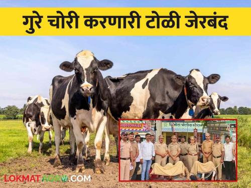 Interstate cattle stealing gang jailed; A total of 16 lakhs worth of goods including 11 buffaloes were seized | आंतरराज्यीय गुरे चोरी करणारी टोळी जेरबंद; ११ म्हशींसह एकूण १६ लाखांचा मुद्देमाल हस्तगत