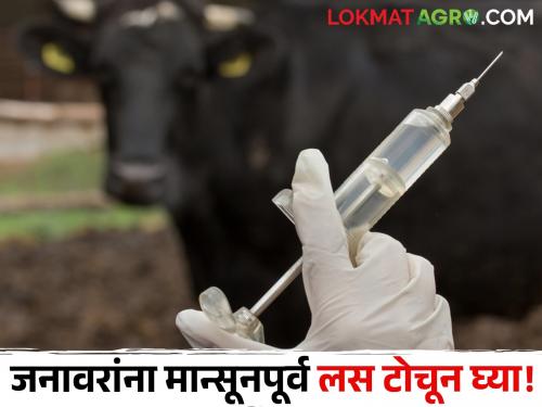 Latest news Pre-monsoon vaccination campaign for animals by Animal Husbandry Department | Animal Vaccination : तुमची जनावरे आजारी आहेत का? मग जनावरांना मान्सूनपूर्व लस टोचून घ्या! 