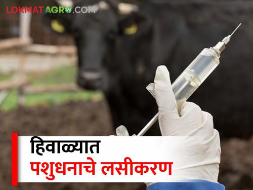 Latest News Vaccination of animals from various diseases by Animal Husbandry Department | शेतकऱ्यांनो! जनावरांचं लसीकरण करून घ्या, इथं वाचा सविस्तर