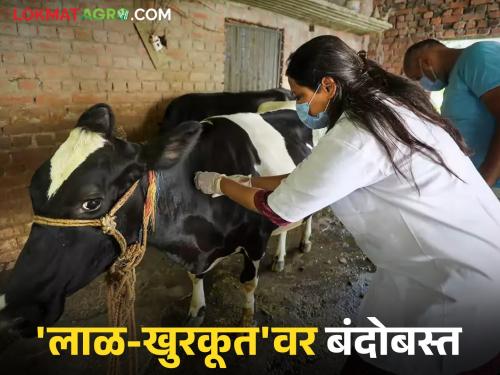 latest news Animals Vaccination : Control over saliva and saliva; Vaccination campaign for animals begins in 'this' district Read in detail | Animals Vaccination : लाळ-खुरकूतवर बंदोबस्त; 'या' जिल्ह्यात जनावरांना लसीकरण मोहिमेची सुरुवात वाचा सविस्तर