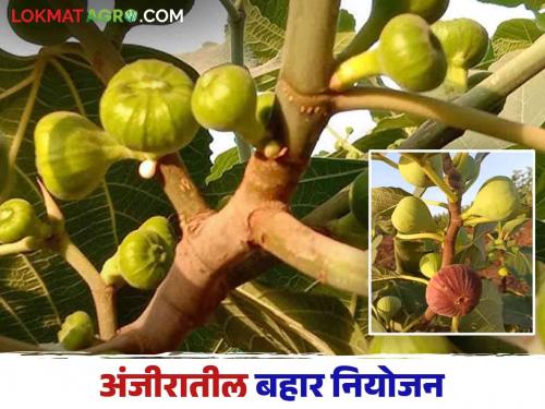 How to do bahar management for more yield in fig crop | अंजीर पिकातील अधिक उत्पादनासाठी कसे कराल बहार व्यवस्थापन