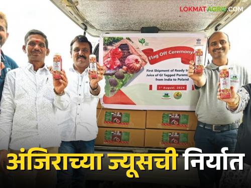 Latest News Juice from Purandar's GI rated figs, exported to Poland for the first time | Fig Juice Export : पुरंदरच्या जीआय मानांकित अंजिरापासूनचे ज्यूस, पहिल्यांदाच पोलंडला निर्यात