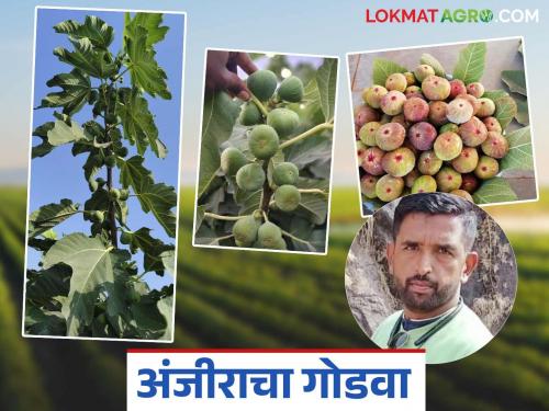 Fig crop brings prosperity to farmers; Jat farmer earns Rs 3.5 lakh per acre | अंजीर फळपिकाने शेतकऱ्यांची भरभराट; जतच्या शेतकऱ्याने केली एकरात साडेतीन लाखांची कमाई