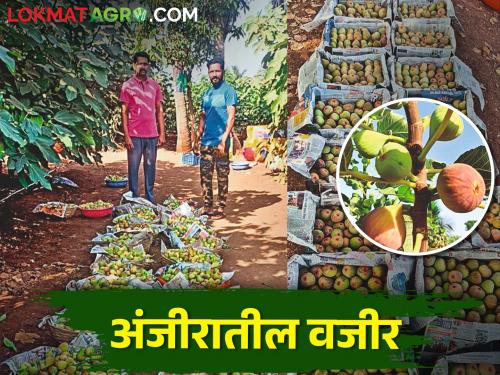 Anjiraratna Deepak bloomed sweet and sour figs farming on 8 acres in nimbut village | माळरानावरील खट्टा-मिठ्या अंजीराची कहाणी; शेतकऱ्याची अंजीररत्न पुरस्कारासाठी वर्णी