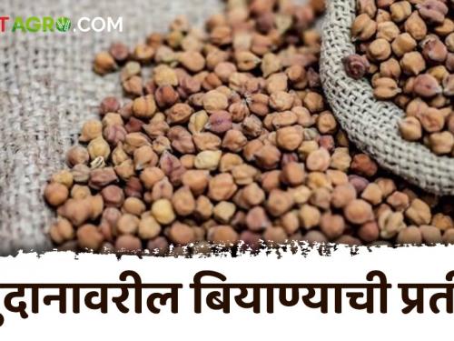 rabi season : Waiting for seeds on grant; Time to buy seeds for Rabbi | Rabi season : अनुदानावरील बियाण्यांची प्रतीक्षा; रब्बीसाठी विकतचे बियाणे