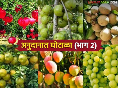 latest news Anudan Vatap Ghotala: Misappropriation of grants in natural disasters: Grants worth crores to non-existent orchards? Read in detail | Anudan Vatap Ghotala : नैसर्गिक आपत्तीत अनुदानाचा अपहार: अस्तित्वात नसलेल्या फळबागांना कोटींचं अनुदान? वाचा सविस्तर