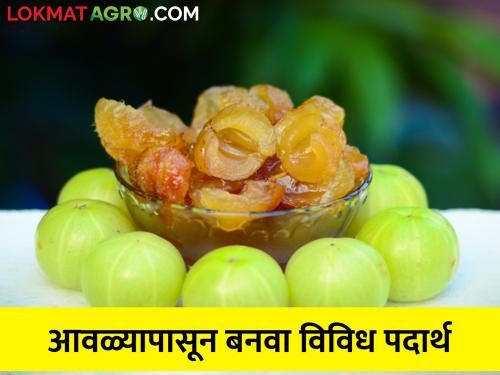 Opportunities in Amla Processing Industry; Start processing industry | आवळा पिकातून करा बंपर कमाई; जाणून घ्या प्रक्रियेच्या उद्योगातील संधी