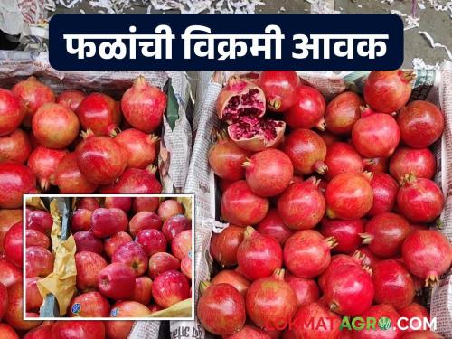 625 tons of fruit arrived at the market committee in Navi Mumbai for Ganeshotsav; 'This' fruit is the most popular | गणेशोत्सवाला नवी मुंबईत बाजार समितीत ६२५ टन फळ आवक; 'ह्या' फळाला सर्वाधिक पसंती