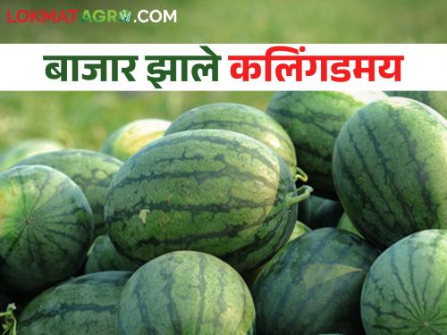 Increased the temperature, buy cool watermelon.. How is the market price getting? | उकाडा वाढला गारेगार कलिंगड घ्या.. कसा मिळतोय बाजारभाव