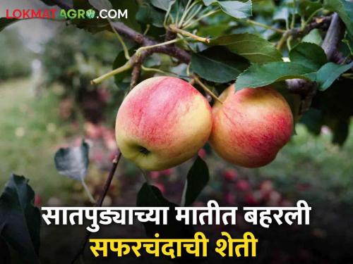 Latest News Advice on YouTube, use Organic Fertilizer successful Apple Farming in nandurbar | Apple Farming : युट्युबवरचा सल्ला, सेंद्रिय खतांची मात्रा अन् सातपुड्याच्या मातीत बहरली सफरचंदाची शेती