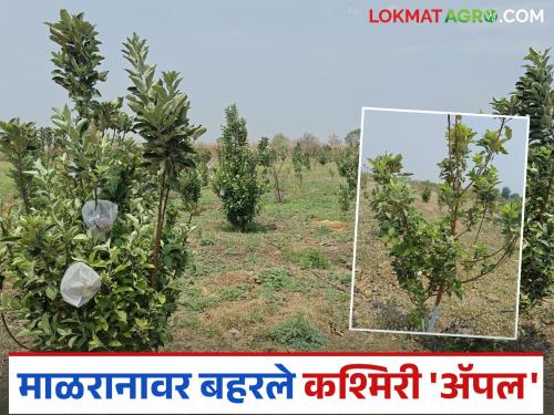 Kashmiri Apple Farming: latest news Palmate has created an apple orchard on the rocky Malrana plains of Marathwada. | Kashmiri Apple Farming : मराठवाड्यातील खडकाळ माळरानावर गजाननरावांनी फुलविली सफरचंदाची बाग वाचा सविस्तर