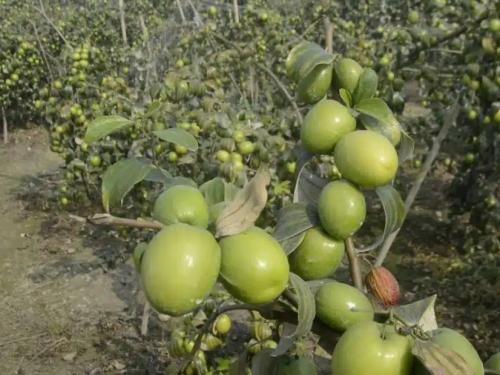 Latest News Green apple bores are a headache for farmers, what is reason | शेतकऱ्यांसाठी ग्रीन अँपल बोरं ठरताहेत डोकेदुखी, नेमकं कारण काय? 