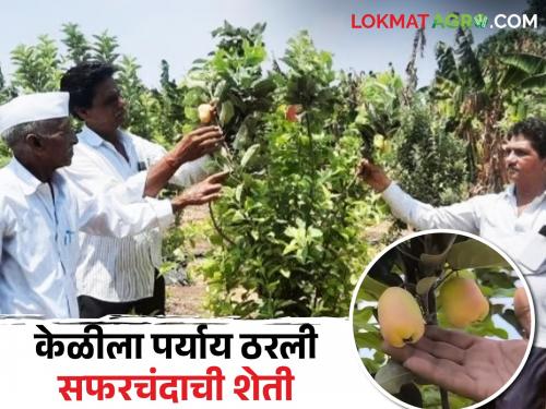Latest News Successful apple cultivation in Jalgaon at 45 degrees Celsius read details | Success Story : मेहनत रंग लायी! काश्मीरचे सफरचंद जळगावात पिकवलं, रावेरच्या शेतकऱ्याचा प्रयोग 