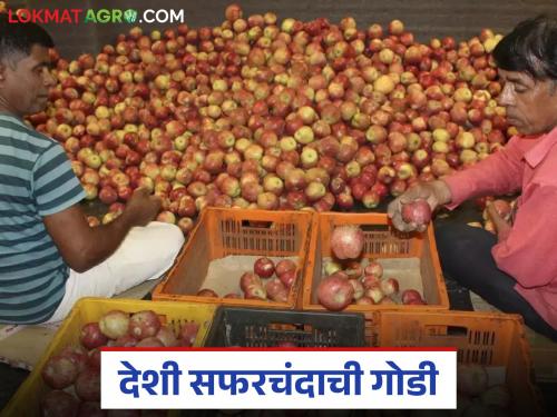 latest news Apple Market: Read in detail the increased sweetness of local apples in the market committee | Apple Market : बाजार समितीमध्ये देशी सफरचंदाची वाढली गोडी वाचा सविस्तर