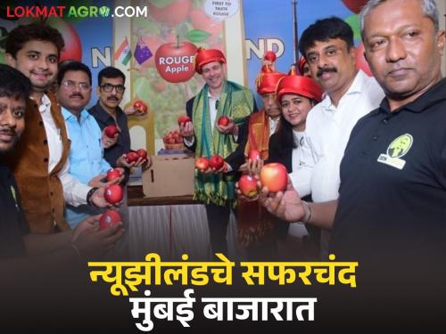 New Zealand apples arrive in Mumbai market for the first time; How did the box get the price? | मुंबईच्या बाजारात पहिल्यांदाच न्यूझीलंडच्या सफरचंदाची आवक; पेटीला कसा मिळाला दर?