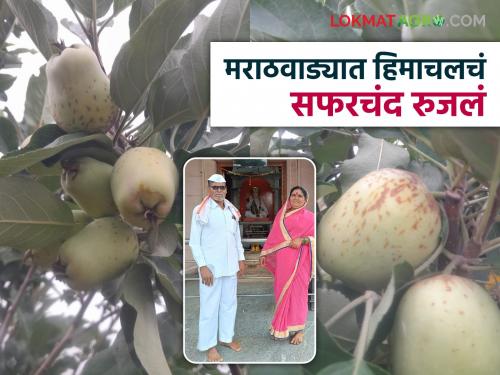 latest news Farmer Success Story: Learned from YouTube, grew it in the field; Read the apple success story of Angathe Bahadar Vitthalrao in detail | Farmer Success Story : युट्यूबवरून शिकलं, शेतात फुलवलं; अंगठेबहाद्दर विठ्ठलरावांची सफरचंद यशकथा वाचा सविस्तर