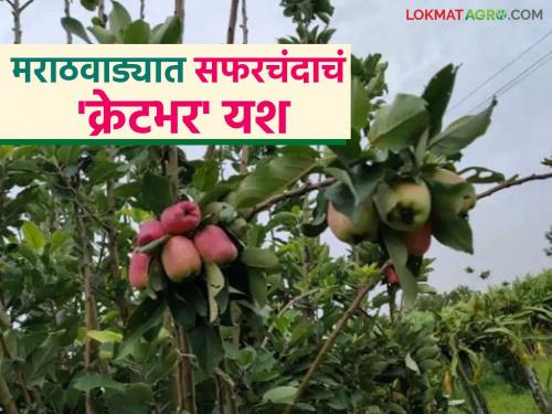 latest news Farmer Success Story: Apple revolution in Marathwada! Income of 18 lakhs from 2 acres in Varajdi Read in detail | Farmer Success Story: मराठवाड्यात सफरचंदाची क्रांती; वरझडीत २ एकरातून १८ लाखांचे उत्पन्न वाचा सविस्तर
