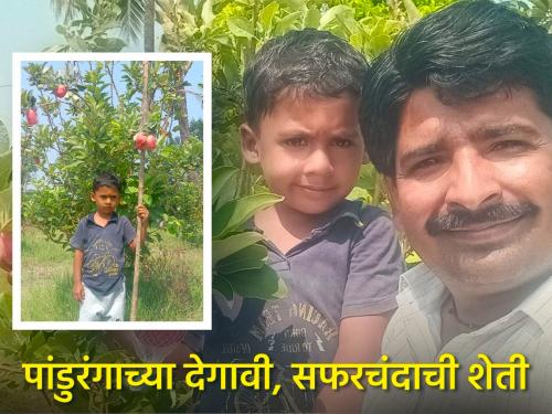 success story dhananjay shelake of apple cultivation in Pandharpur | अनेकांनी चेष्टा केली, तरीही धनंजयरावांची सफरचंद शेती यशस्वी झाली