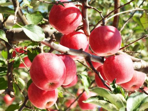 The 50% and 100% MFN tariffs on US apples and walnuts will continue to apply; Only 20% additional tax has been abolished | अमेरिकेन सफरचंदांवरचा अतिरिक्त २०% कर रद्द, मात्र इतर कर लागू