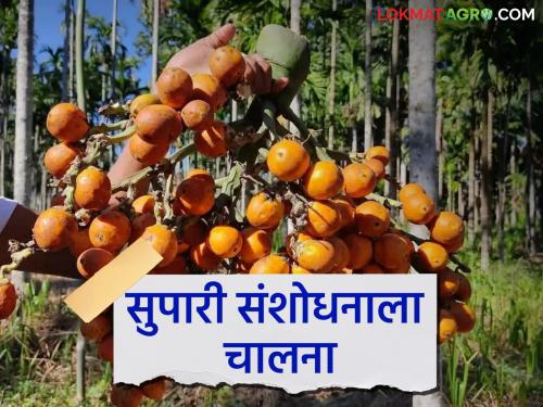 Arecanut crop research center in Konkan will soon be at the service of farmers | कोकणातील अर्थकारण बदलणाऱ्या सुपारी पिकाचं संशोधन केंद्र लवकरच शेतकऱ्यांच्या सेवेत