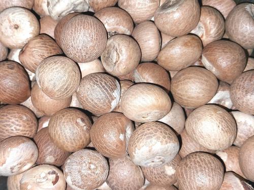 Why did the betel nut growers get a low price this year? | यंदा सुपारी बागायतदारांना कमी भाव का मिळाला?