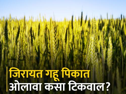 What measures should be taken to maintain soil moisture in non irrigated wheat crop | जिरायत गहू पिकात जमिनीतील ओलावा टिकविण्यासाठी काय कराल उपाययोजना