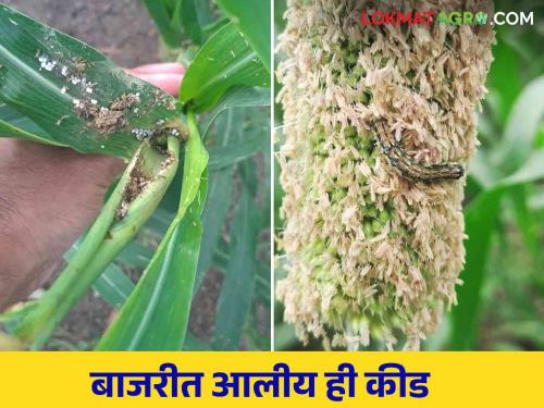 Fall armyworm on maize now in millet crop How to control | मकेवरील लष्करी अळी आता बाजरी पिकात कसे कराल नियंत्रण