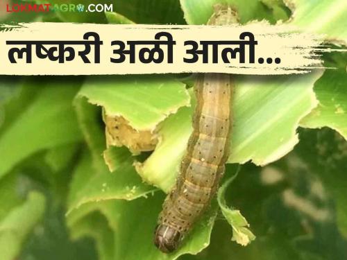Infestation of armyworm on maize crop; Thousands of hectares are at risk | मका पिकावर लष्करी अळीचा प्रादुर्भाव; हजारो हेक्टरला धोका