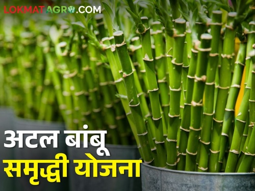 Latest News Atal Bamboo Prosperity Yojana, get 175 rupees subsidy on seedlings | अटल बांबू समृद्धी योजना, अनुदानावर रोपे घ्या अन् हिरवे सोने पिकवा... ! 