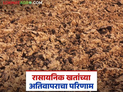 What exactly does excessive use of chemical fertilizers affect the soil? Read in detail | रासायनिक खतांच्या अतिवापराने जमिनीवर नक्की काय परिणाम होतो? वाचा सविस्तर