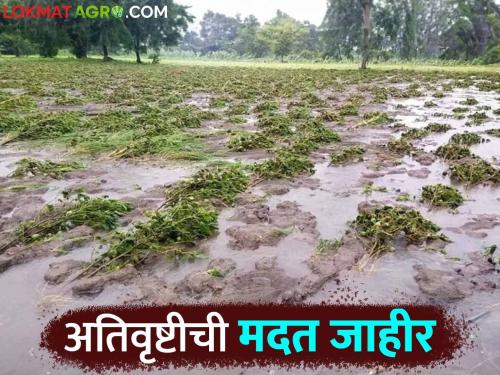 Government decision issued for the help of agricultural crop damage due to heavy rain How much help to which district | अतिवृष्टीमुळे झालेल्या शेतीपिकांच्या नुकसान मदतीचा शासन निर्णय जारी कोणत्या जिल्ह्याला किती मदत