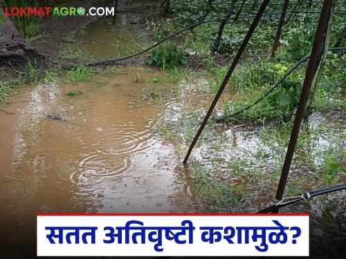 What is cloudburst? What is the reason for continuous heavy rainfall in the state? What do meteorologists say; Read in detail | ढगफुटी म्हणजे काय? राज्यात सातत्याने अतिवृष्टी कशामुळे? काय सांगतायत हवामान शास्त्रज्ञ; वाचा सविस्तर